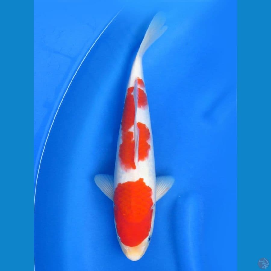 F1 Kohaku , 35cm