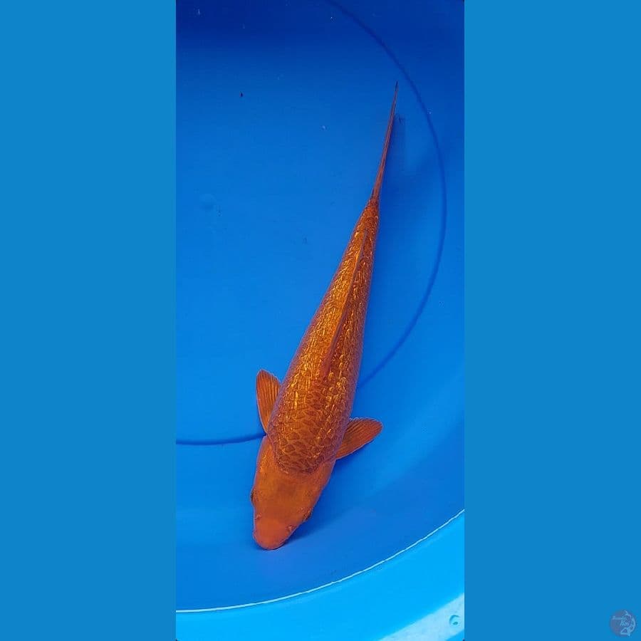 Chagoi Karamel