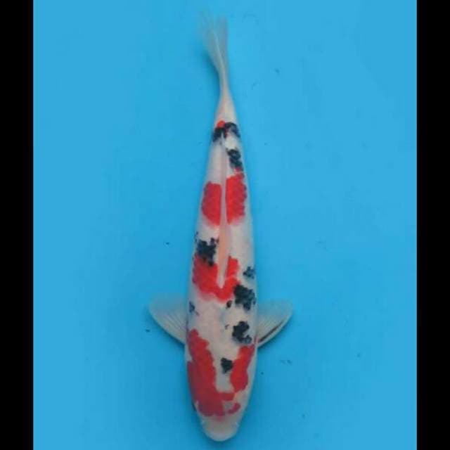 32cm Male - Sanke Tsubo Sumi buat Keeping 