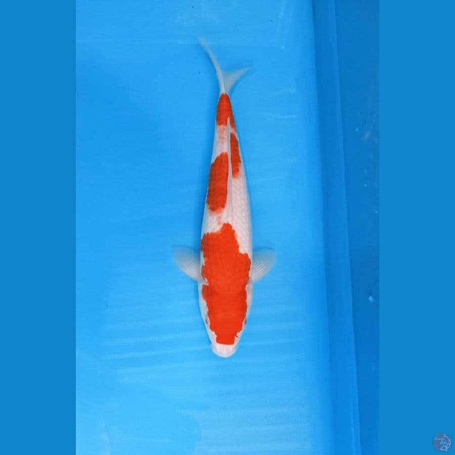 KOHAKU 27 CN ORIGINAL 