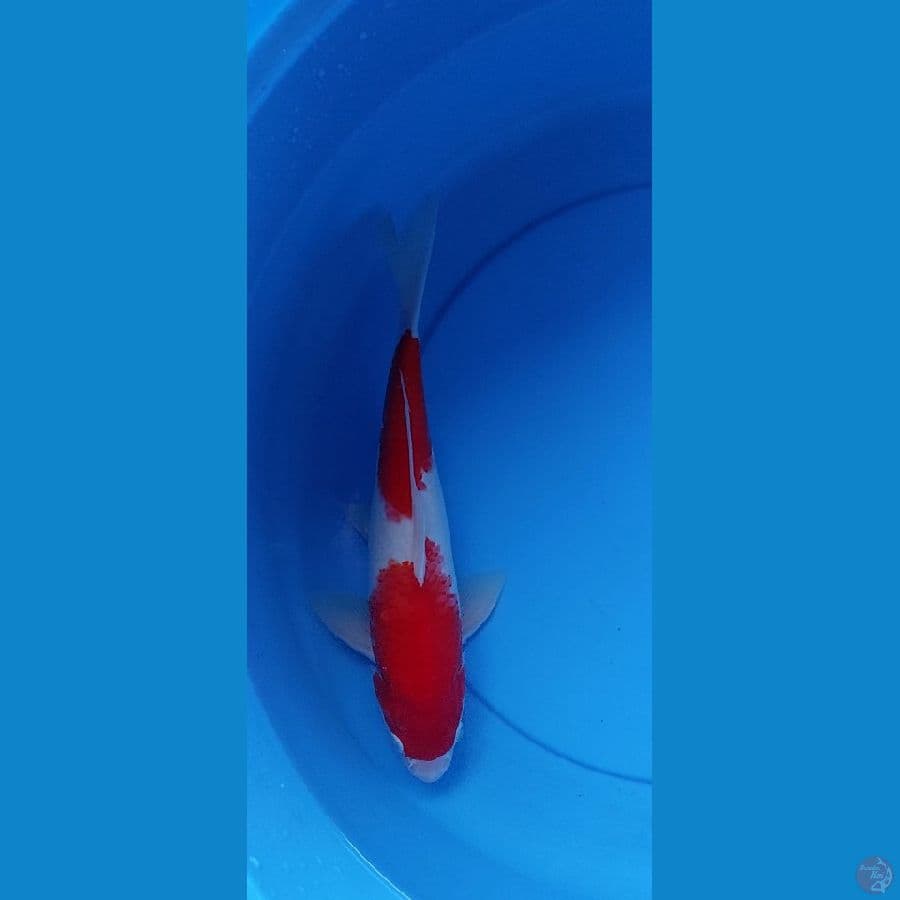 Kohaku Original