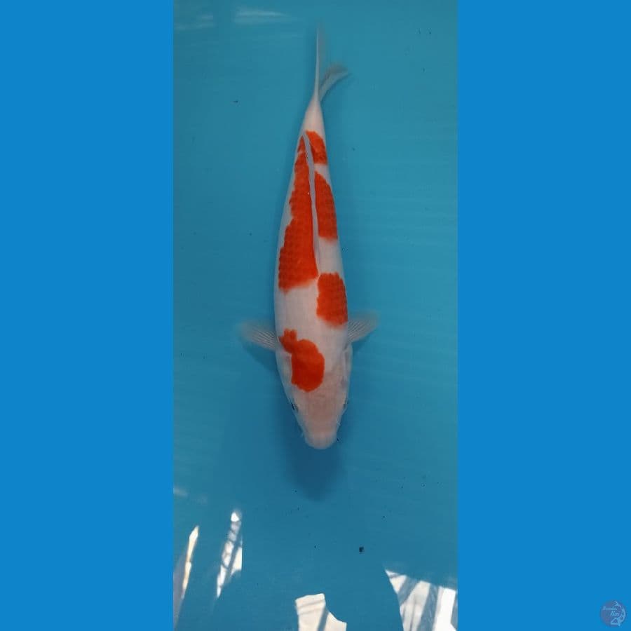 KOHAKU 28 CM ORIGINAL