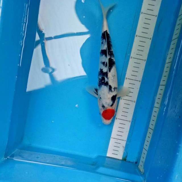Tancho 30 cm