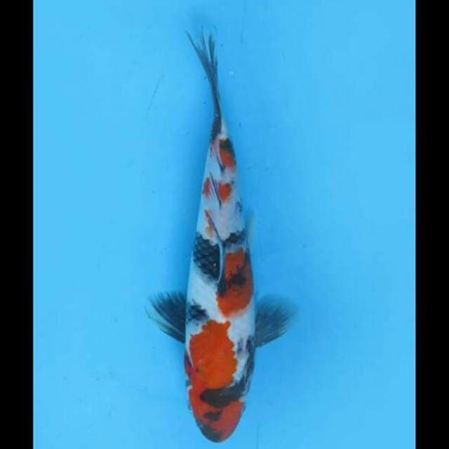 22cm Male - Showa Original Pola 