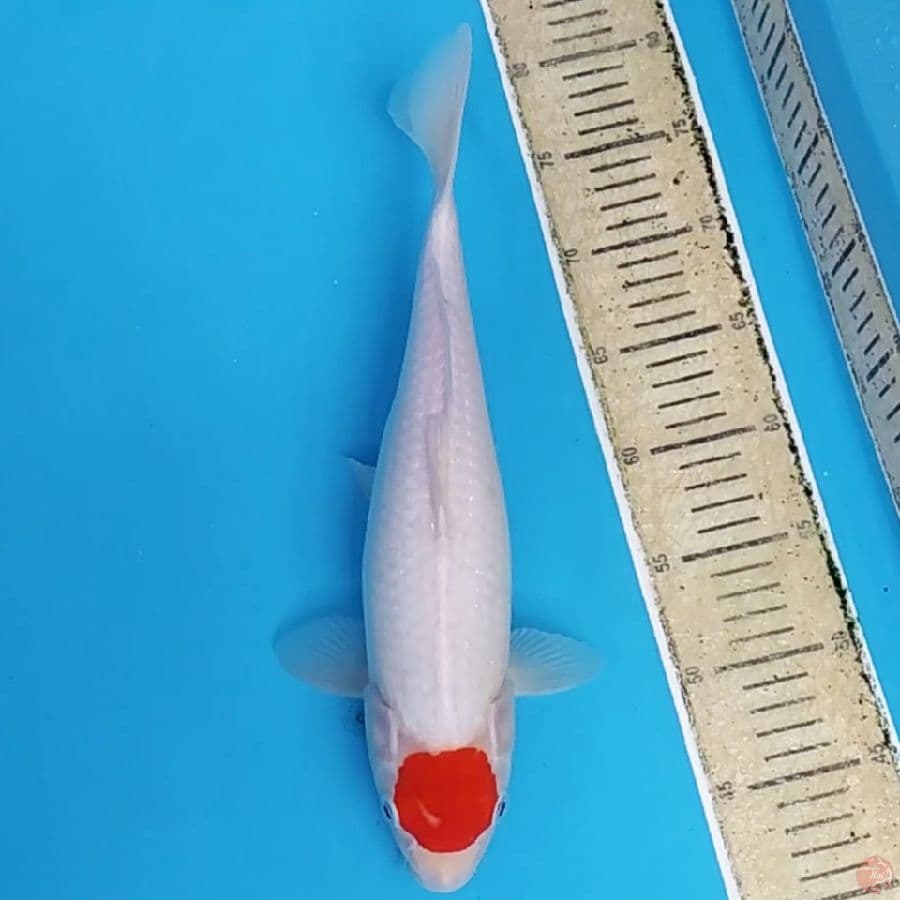 Tancho Kohaku ~36 F