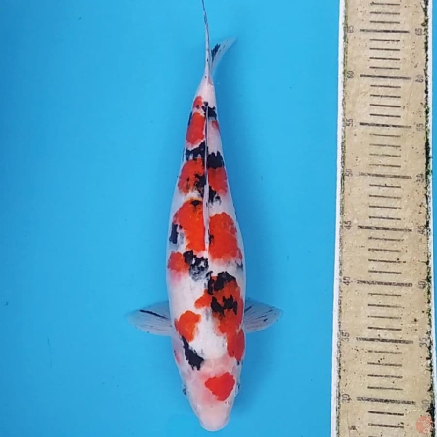 Maruten Sanke ~38 F
