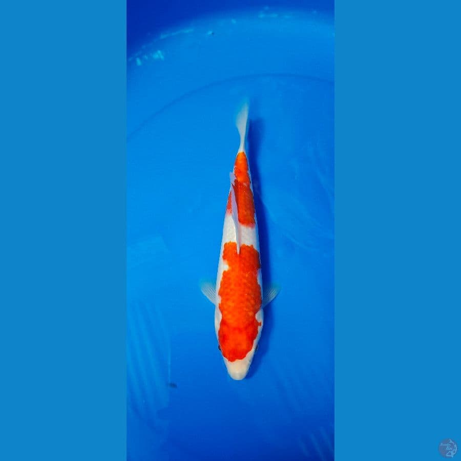 KOHAKU 27 CM 