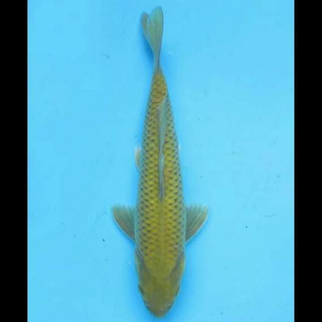 23cm Male - Midori