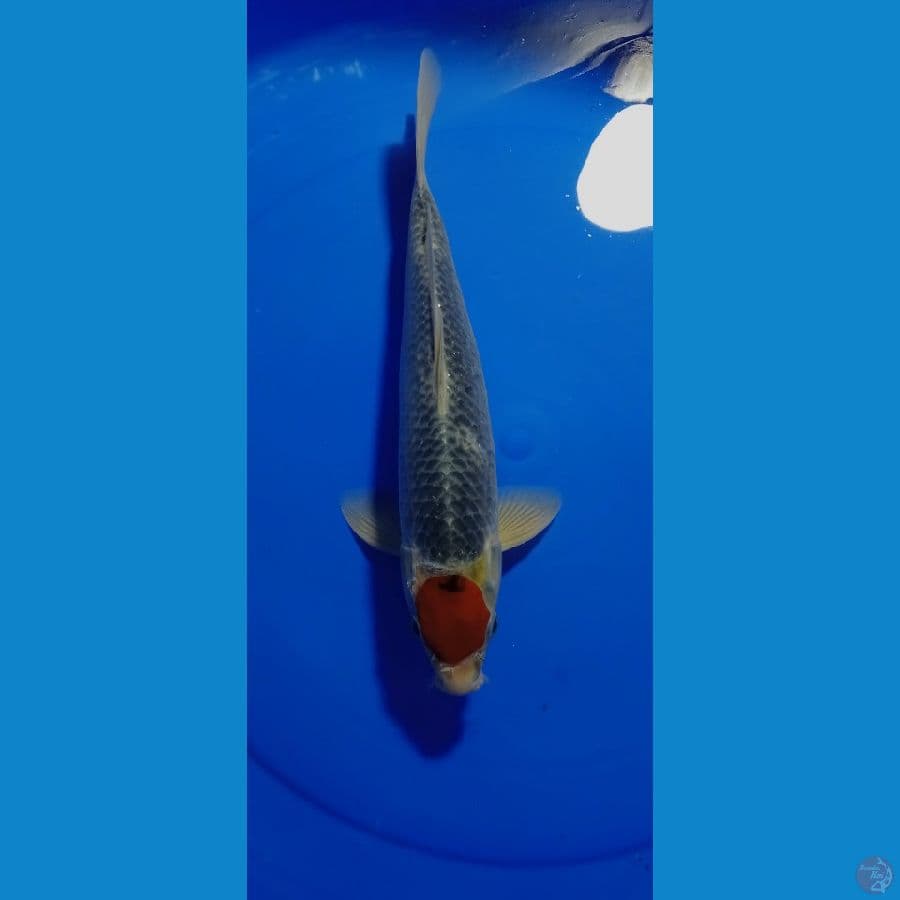 TANCO gosiki 34 cm male