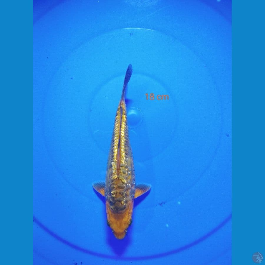 KARAMEL GINRIN ARGOKE 18 cm