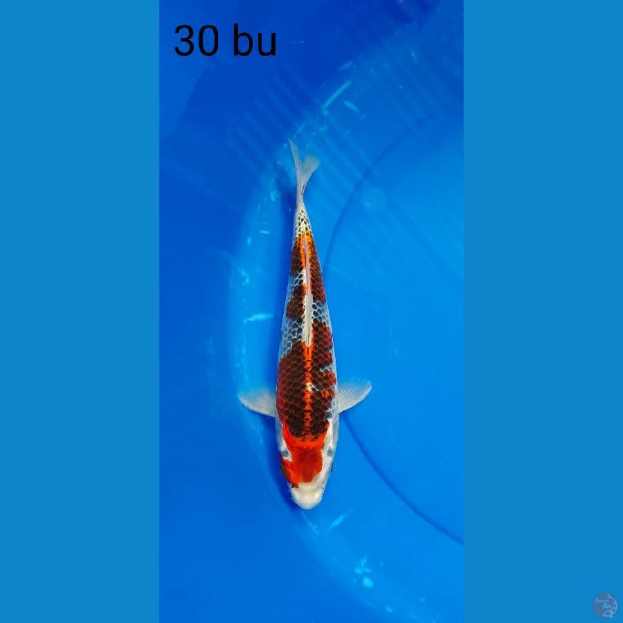 GOSIKI 30 BU ORIGINAL