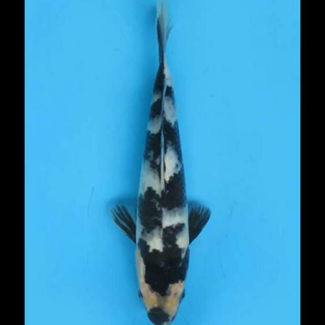 22cm Male - Jet Black Shiro HQ 