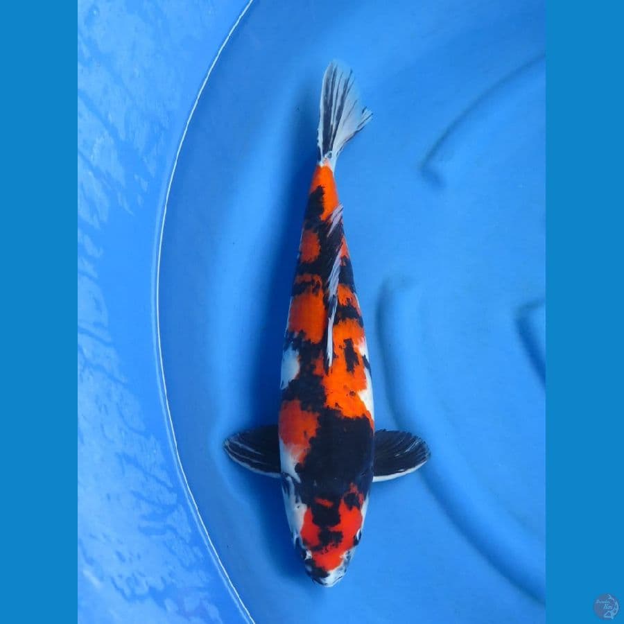  48cm , F1 Showa 