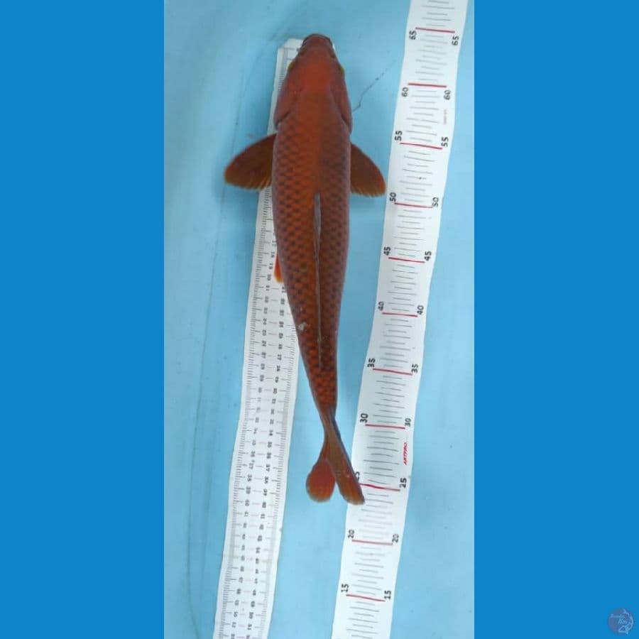 chagoi 39cm jantan