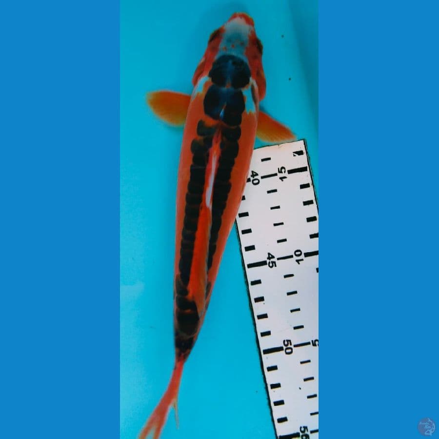 hana 24cm