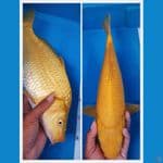 40 bu karasi
