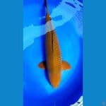 BIMASENA 01 CHAGOI 61 CM