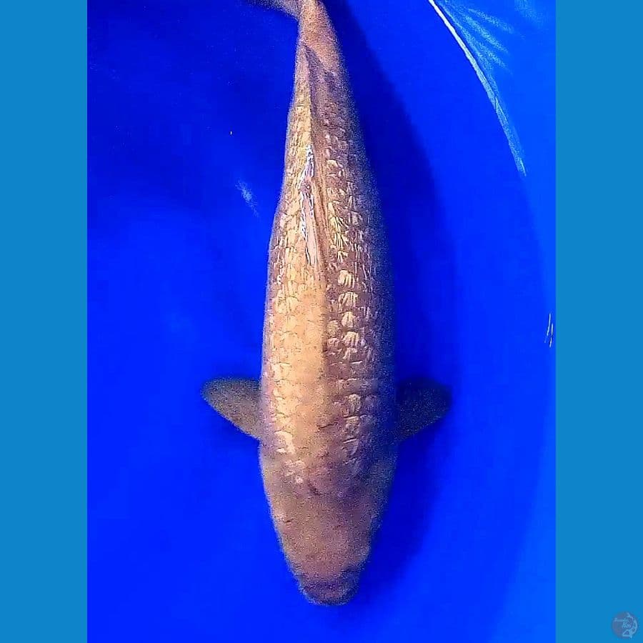super jumbo karamel ginrin f45 cm