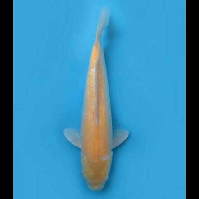 33cm Male - Karasigoi