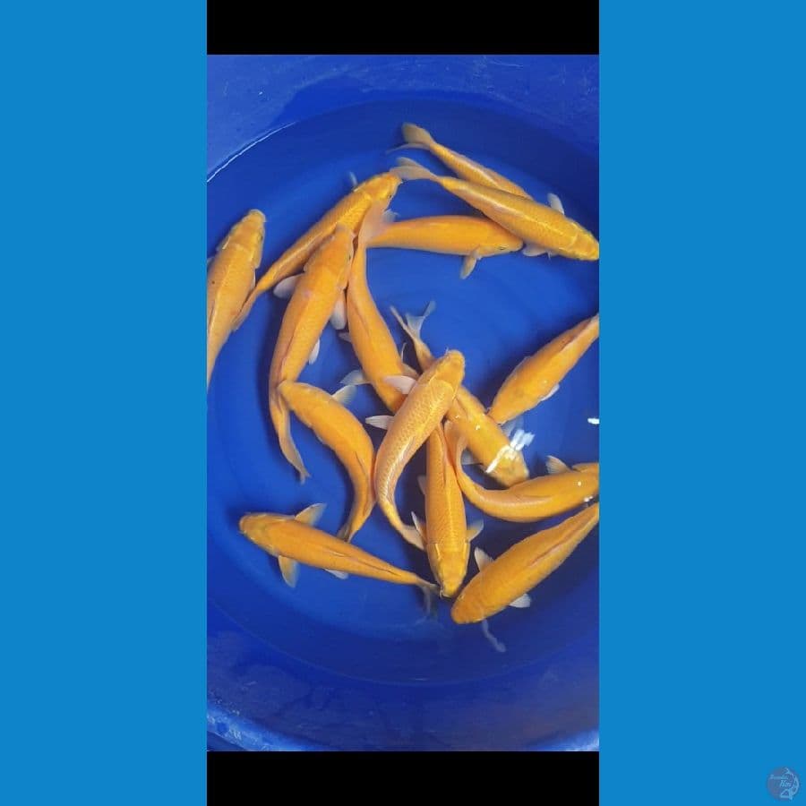 15e 30-35cm BODI MANTAP