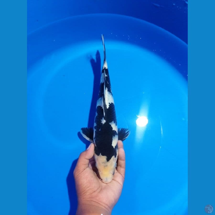 SHIRO 34CM FEMALE