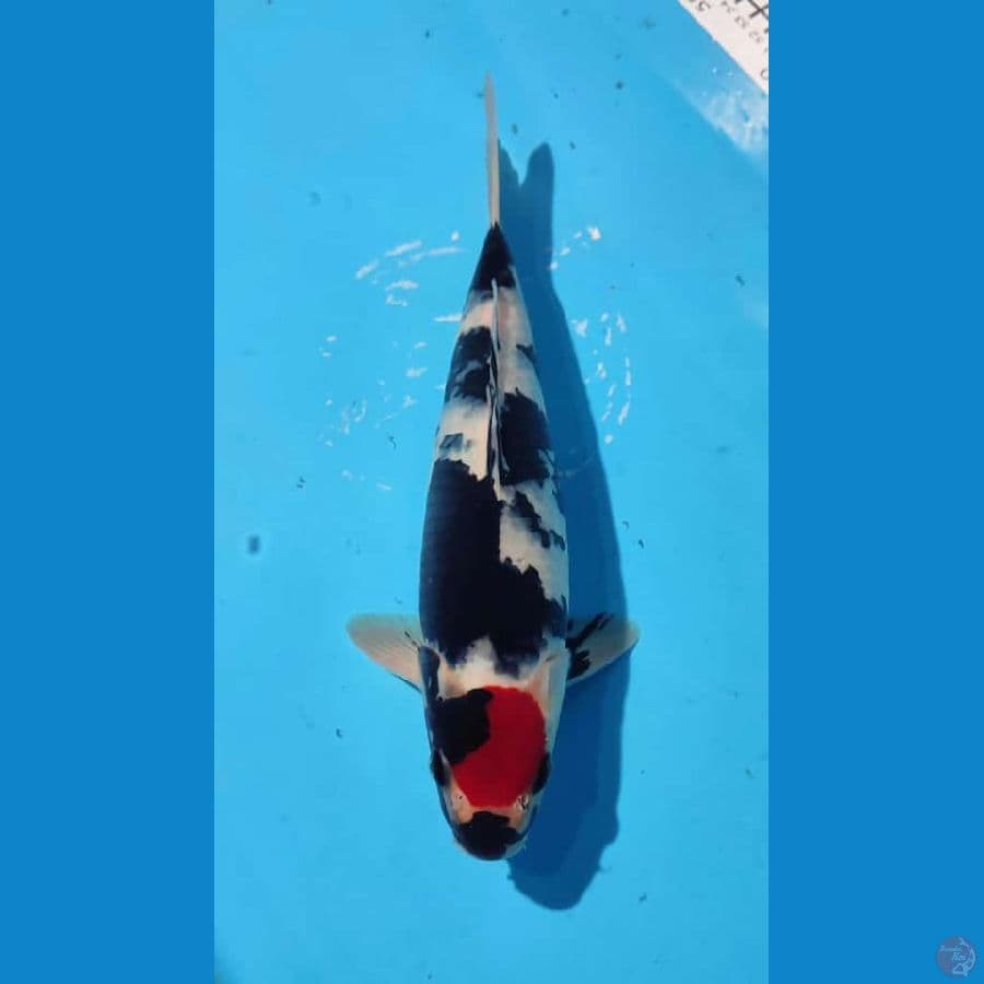 TANCO SHOWA 30CM MALE 