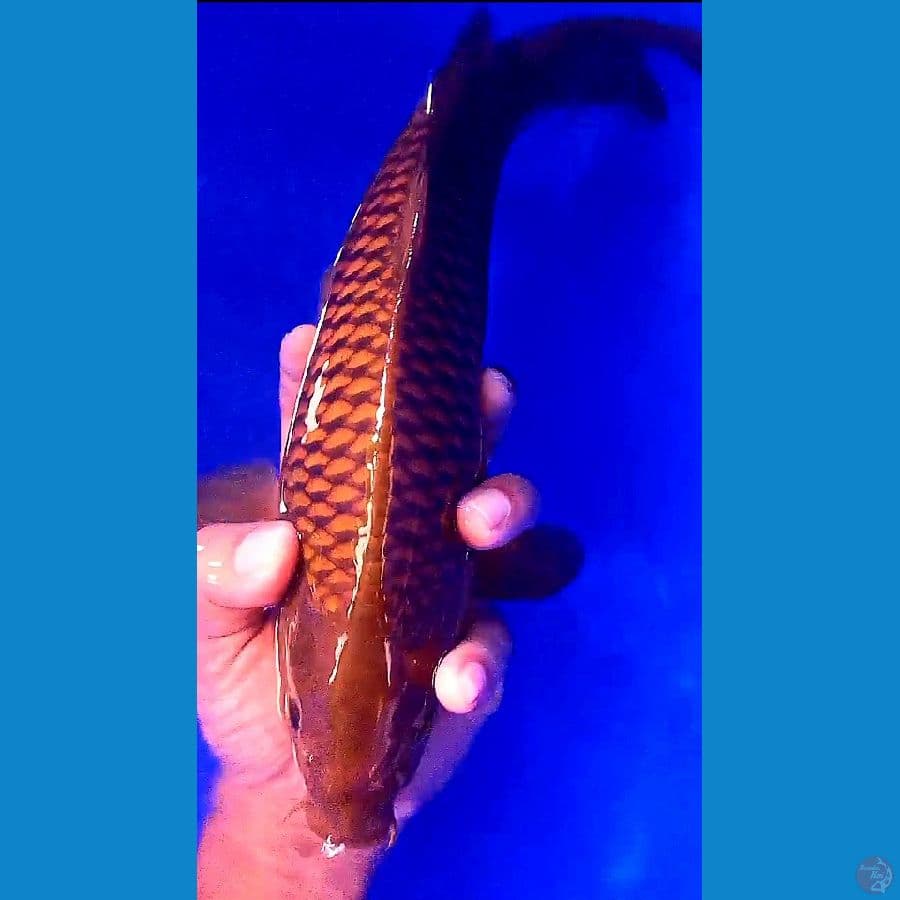 tembaga fukurin m34 cm