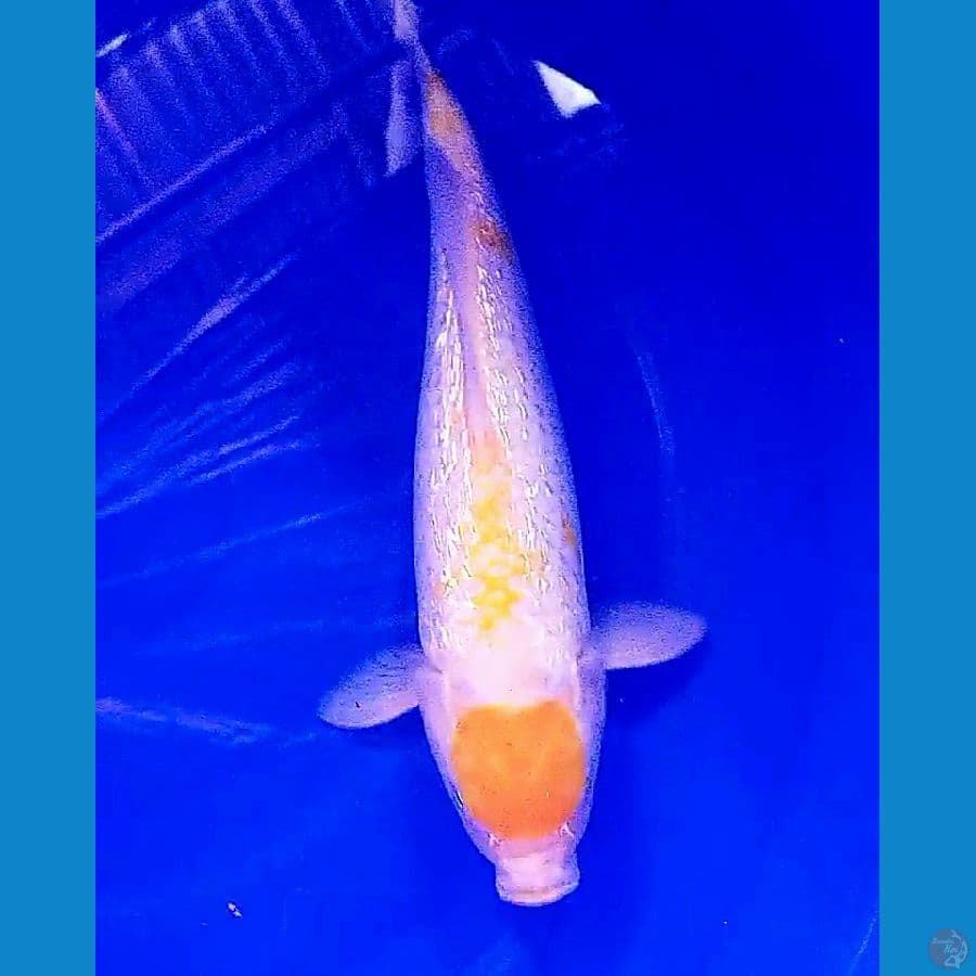 tanco koyo ginrin f35 cm