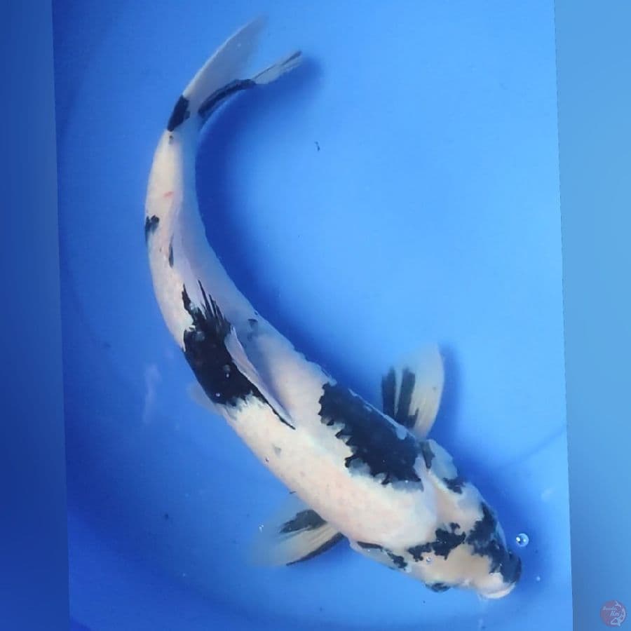 SIRO 46 MALE