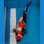 Ginrin Showa 43cm