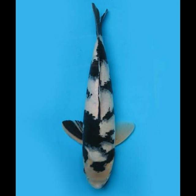31cm Male - Tiger Shiro Utsuri 