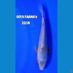 Asagi Ooya Koi Farm???????? 22cm