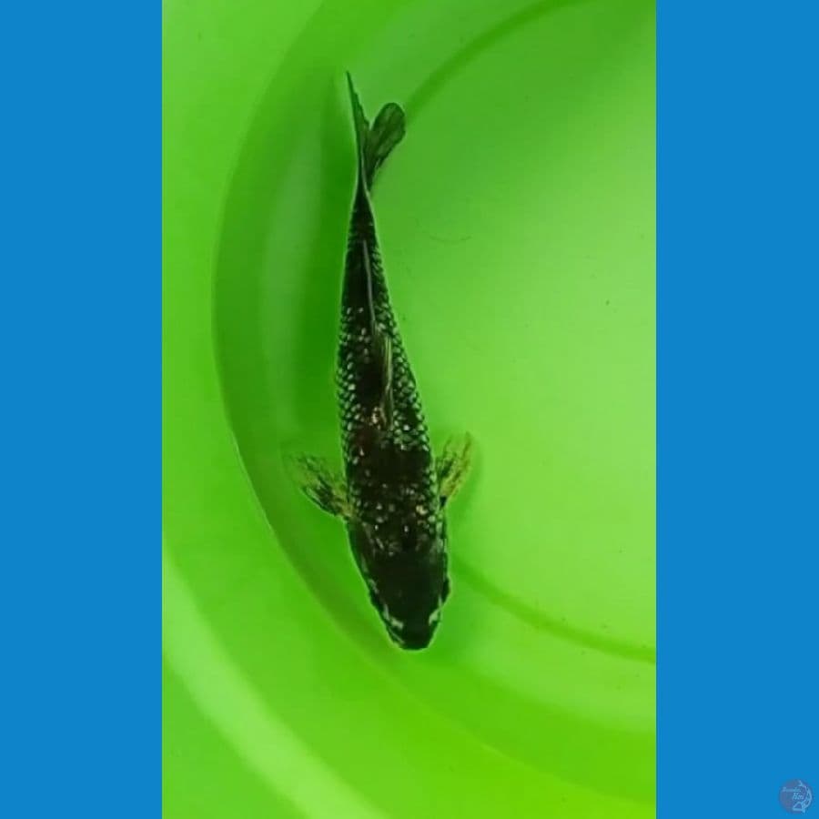 Ochiba 27 cm