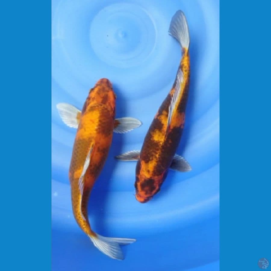 Hikari utsuri 38,39cm