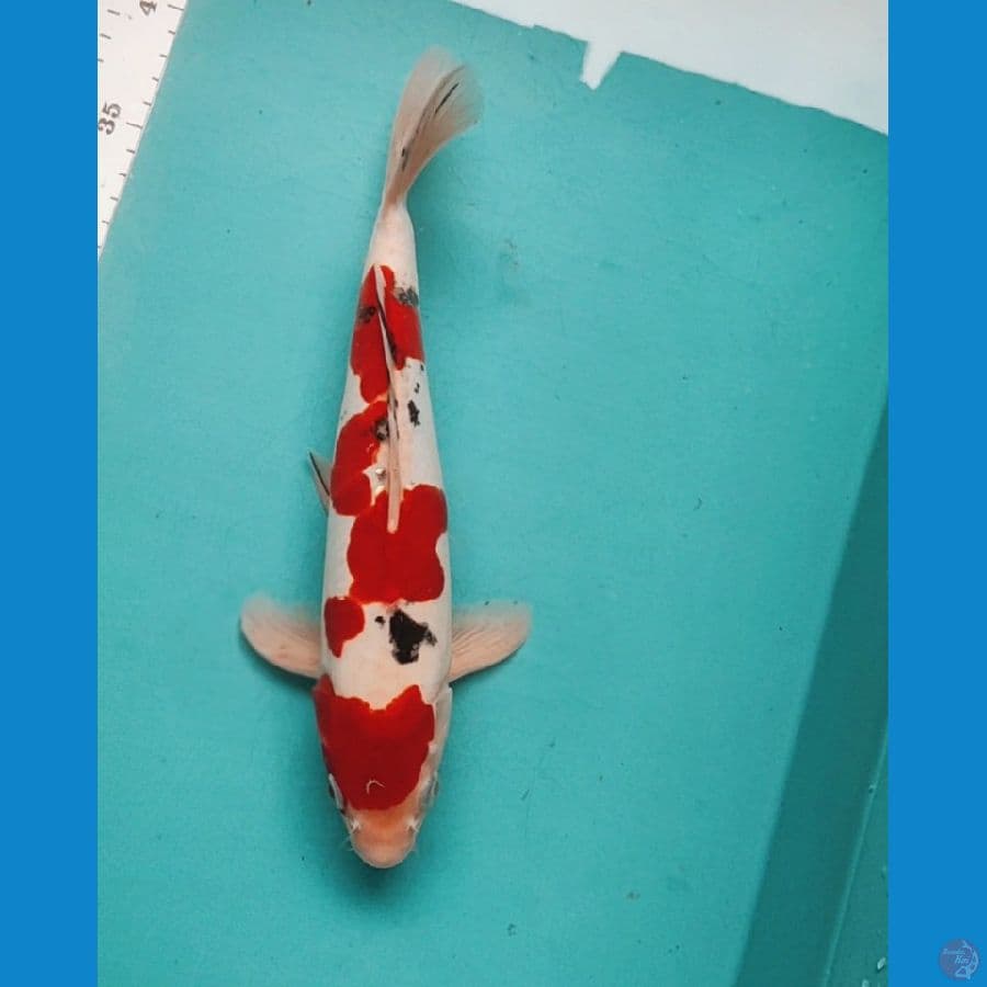 SUPER RED SANKE DOITSU 30CM MALE