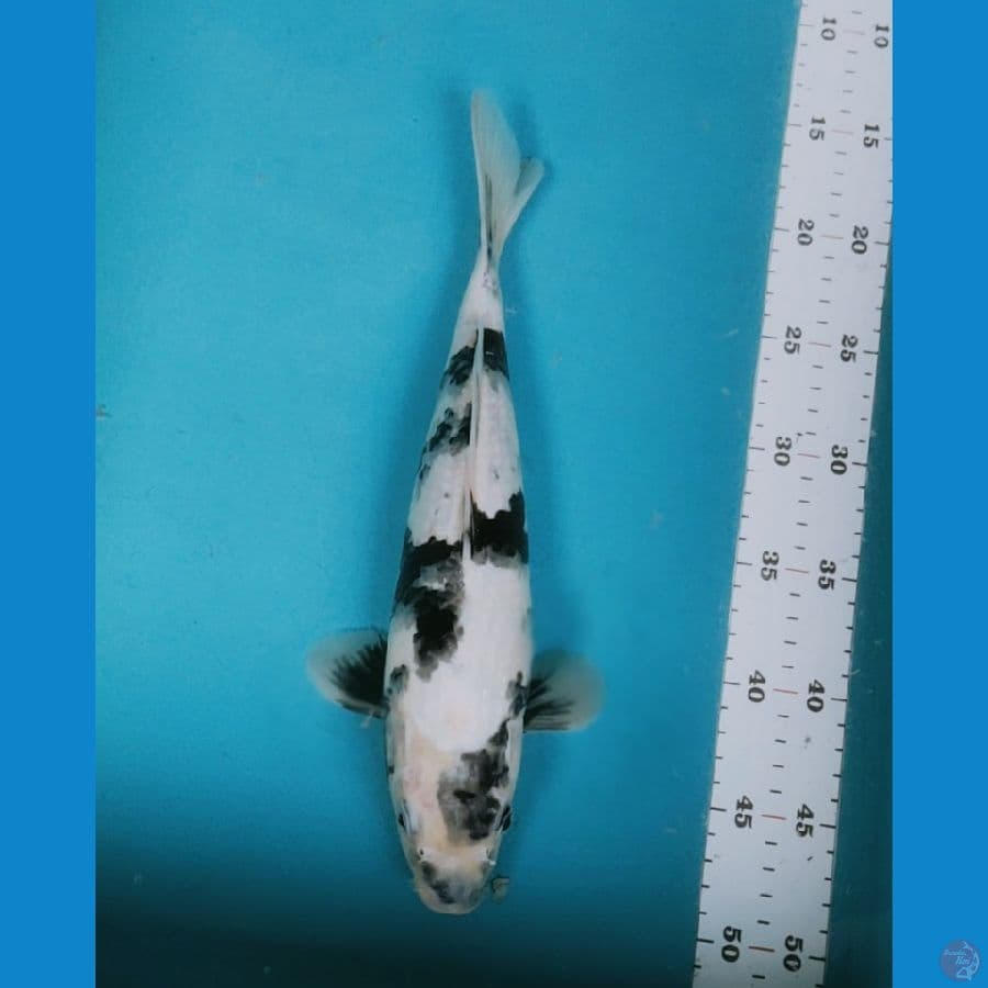 SHIRO TATEGOI 32CM