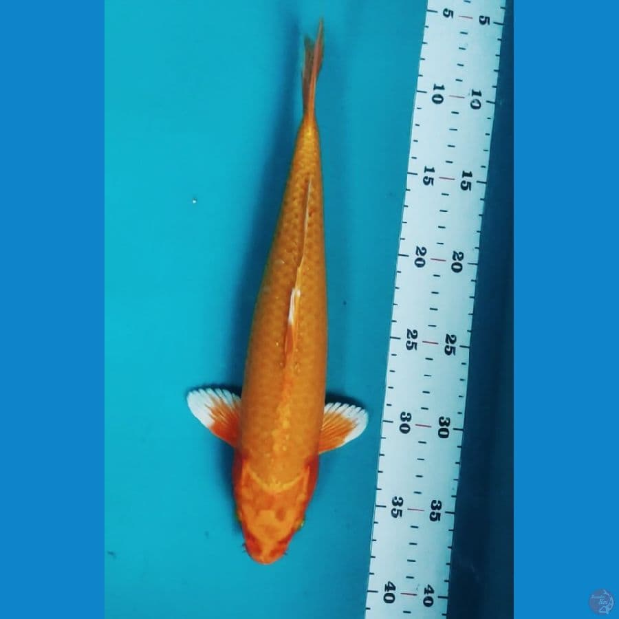 ORENJI MOTOAKA 30CM MALE