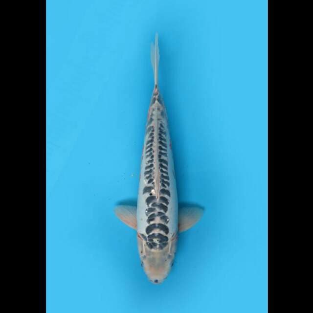 41cm Male - Jumbo Shusui