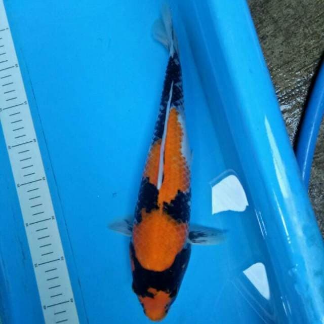 Showa 35 cm