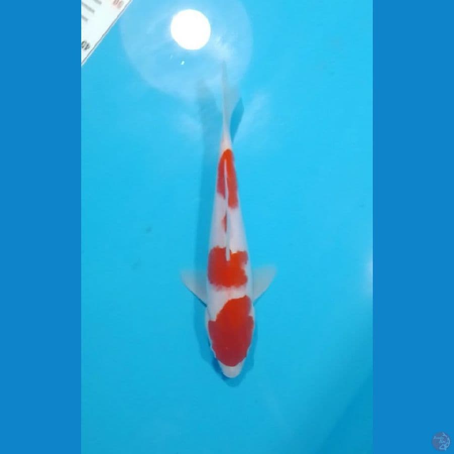 HQ 3step Kohaku 26cm (M)