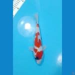 Tategoi Showa Sanshoku 25cm (F)