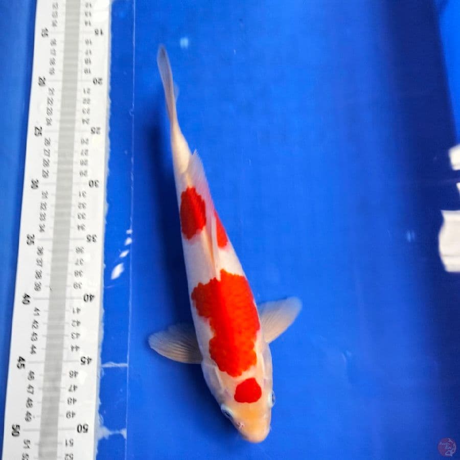 maruten kohaku 30cm male