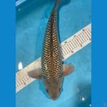 soragoi ginrin ready show M50CM