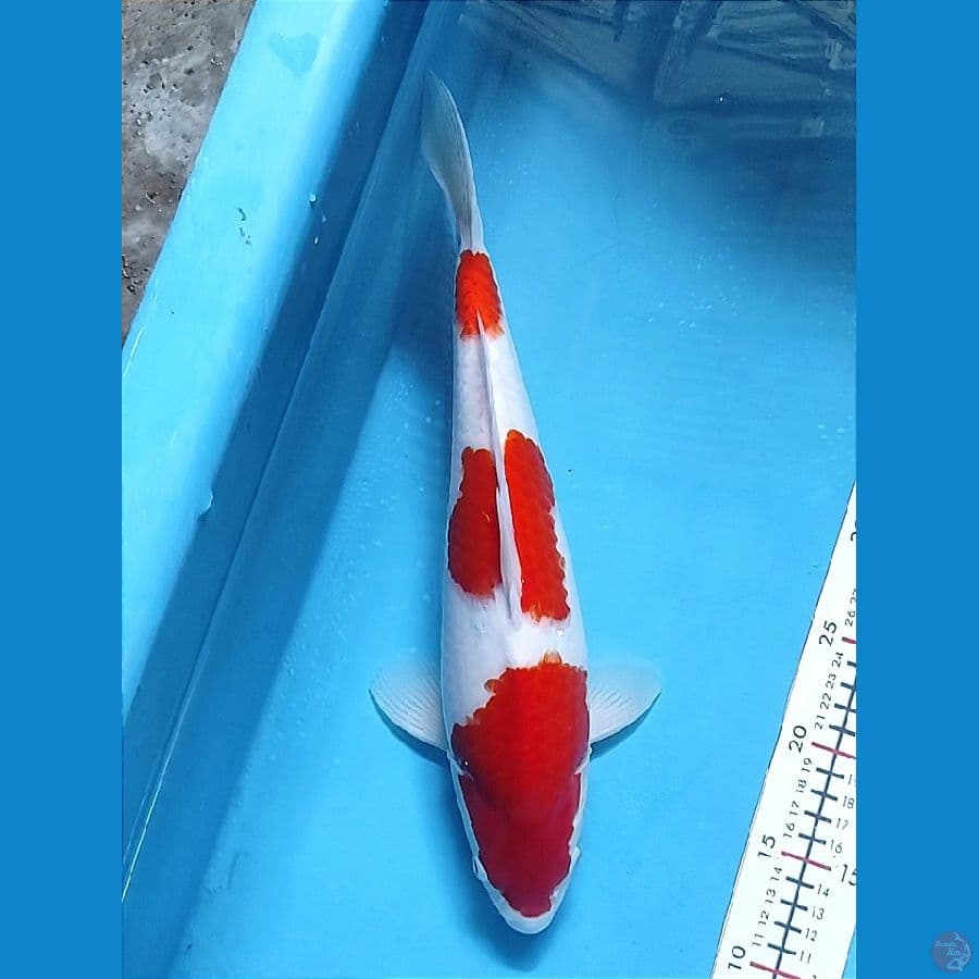 strong kohaku M35cm