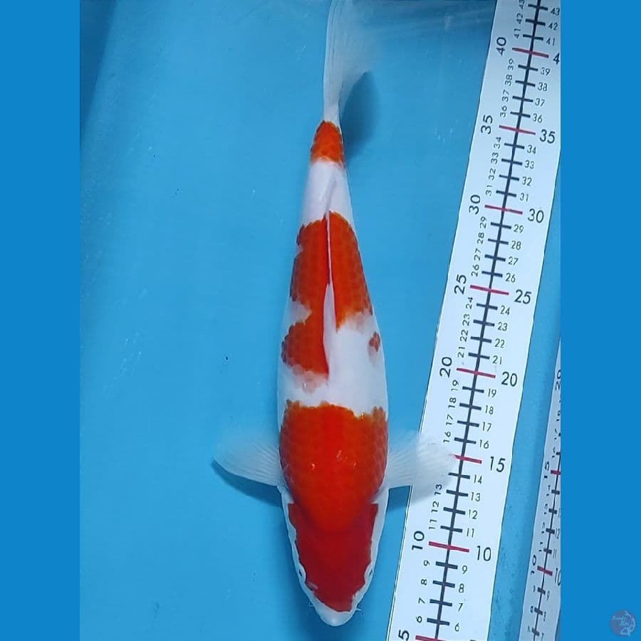 torpedo 33cm