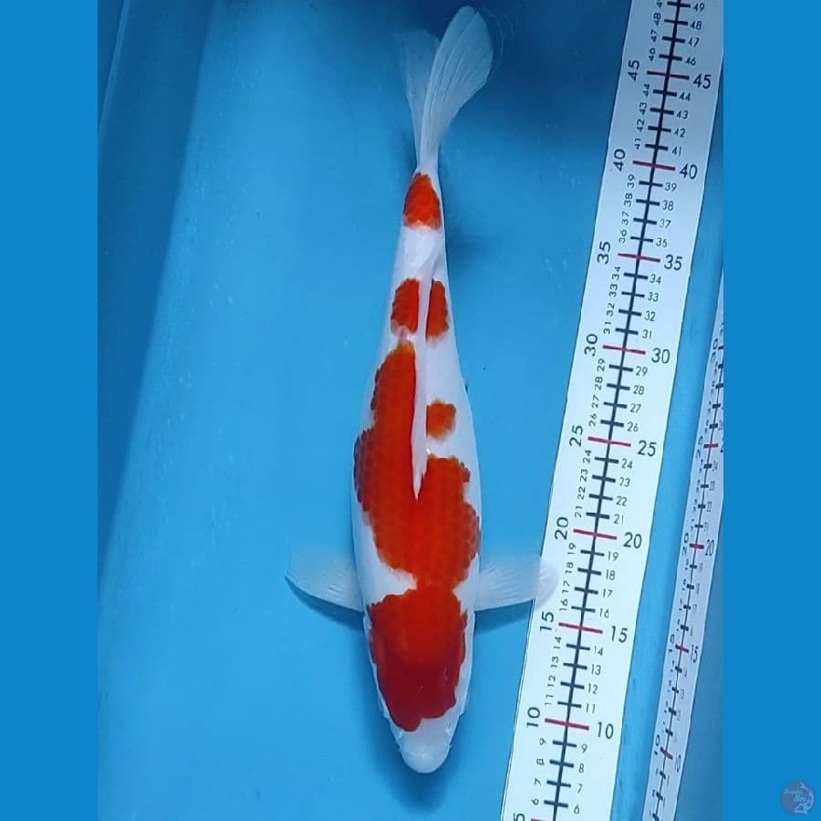kohaku F36cm