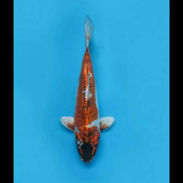30cm Male - Beni Kinkikoryu Uniq 