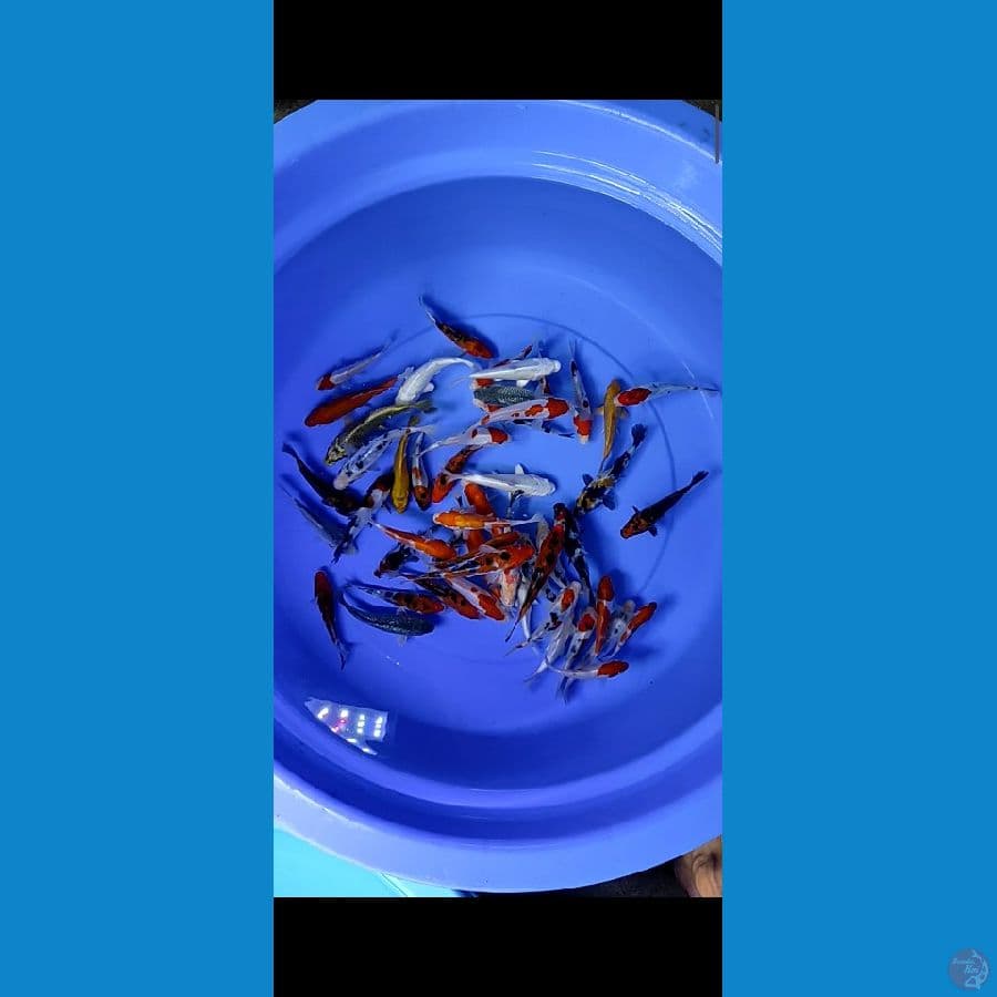 mix 50e 10-15cm