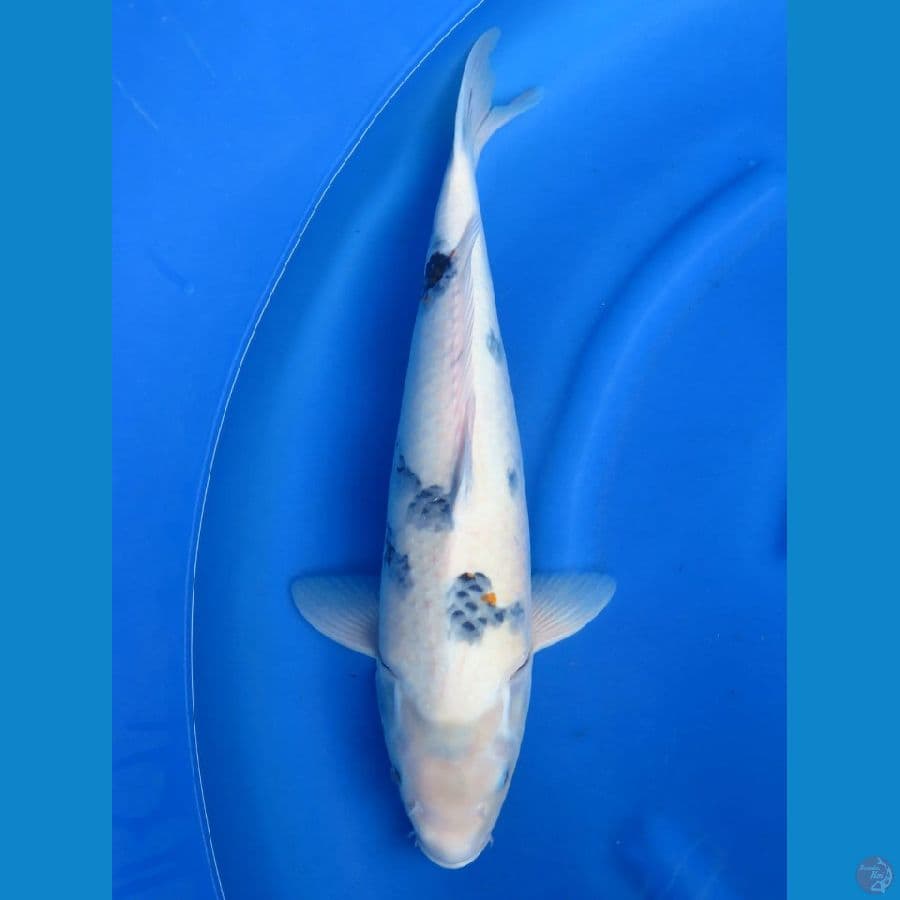48cm , F1 Shiro Jumbo 