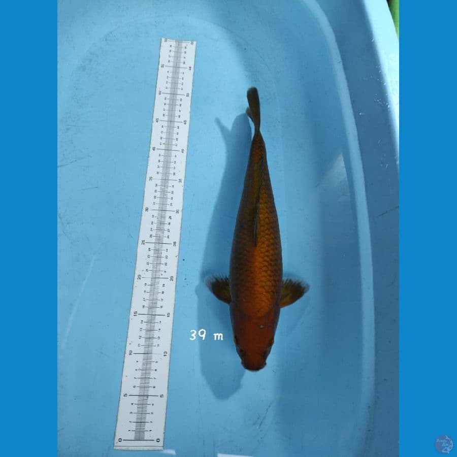 cagoii tembaga bulky 39 cm male